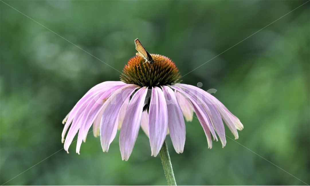 나비,꽃,자연,봄,곤충,아름다움,식물,자연,plants,nature,꽃,flower,동물,animal,곤충,벌레,insect,bug