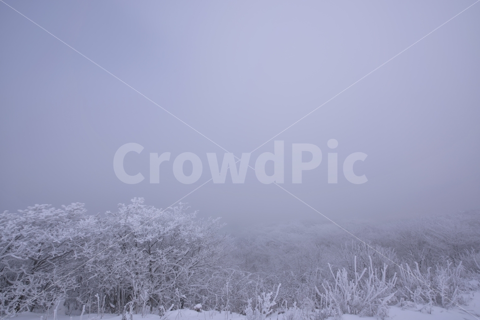 상고대,강원도,태기산,겨울,설산,눈,풍경,자연,여행,강추위,추운,숲,정상,얼음,산악,야외,스노우,햇빛,안개,화이트,흰색,겨울철,동계,바람,눈꽃,등산,산행,백두대간,설경,나무,추위,겨울산,구름,폭설,대설,겨울,계절,winter,season,자연,풍경,nature,landscape,outdoors,옥외