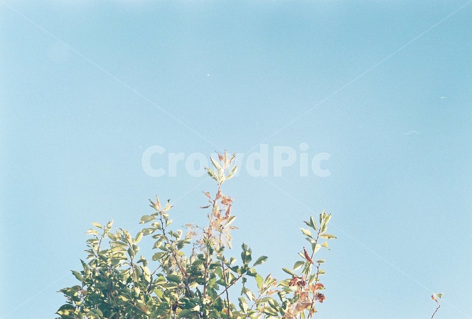 필름,나무,하늘,배경,필름카메라,자연,풍경,nature,landscape,plant,식물