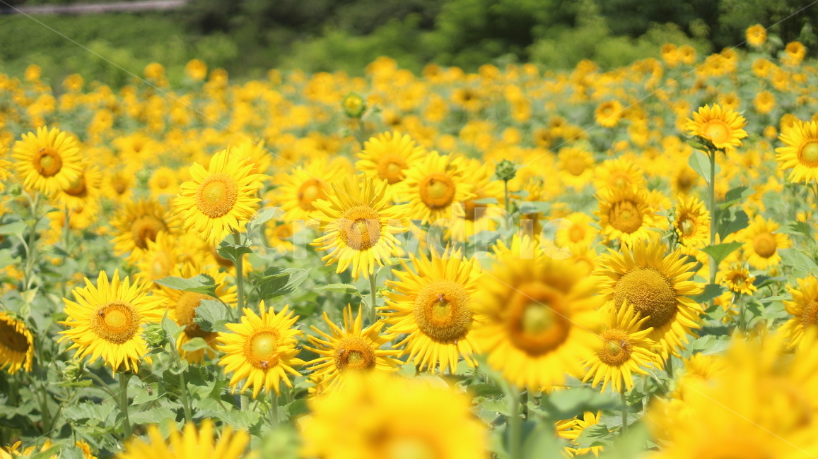 해바라기,감성,배경,꽃,자연,식물,자연,plants,nature,꽃,flower