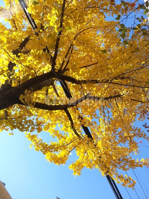 가을,은행,은행나무,하늘,가을하늘,가을,계절,fall,autumn,season,식물,자연,plants,nature,나무,trees,wood,tree,plant,tree trunk,나무 줄기