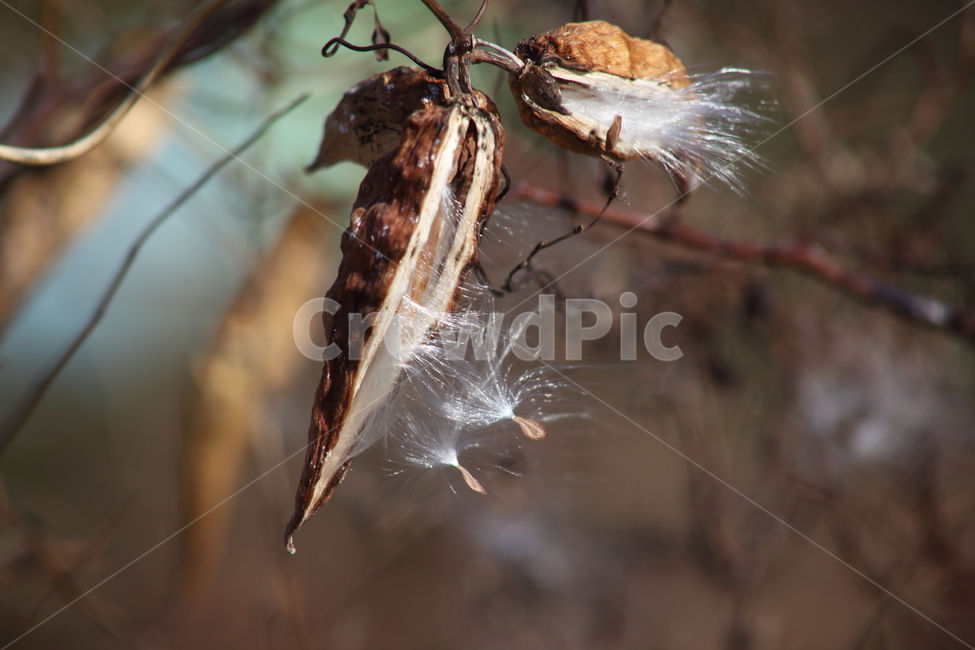 박주가리,씨앗,종자,식물,seed,식물,자연,plants,nature,꽃,flower