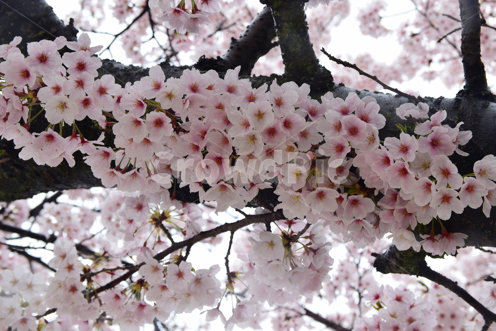벚꽃,봄꽃,봄,꽃,벚꽃축제,사쿠라,자연,계절,spring,flower,힌꽃,벚꽃나무,벚꽃놀이,핑크,힌색,식물,자연,plants,nature,꽃,flower