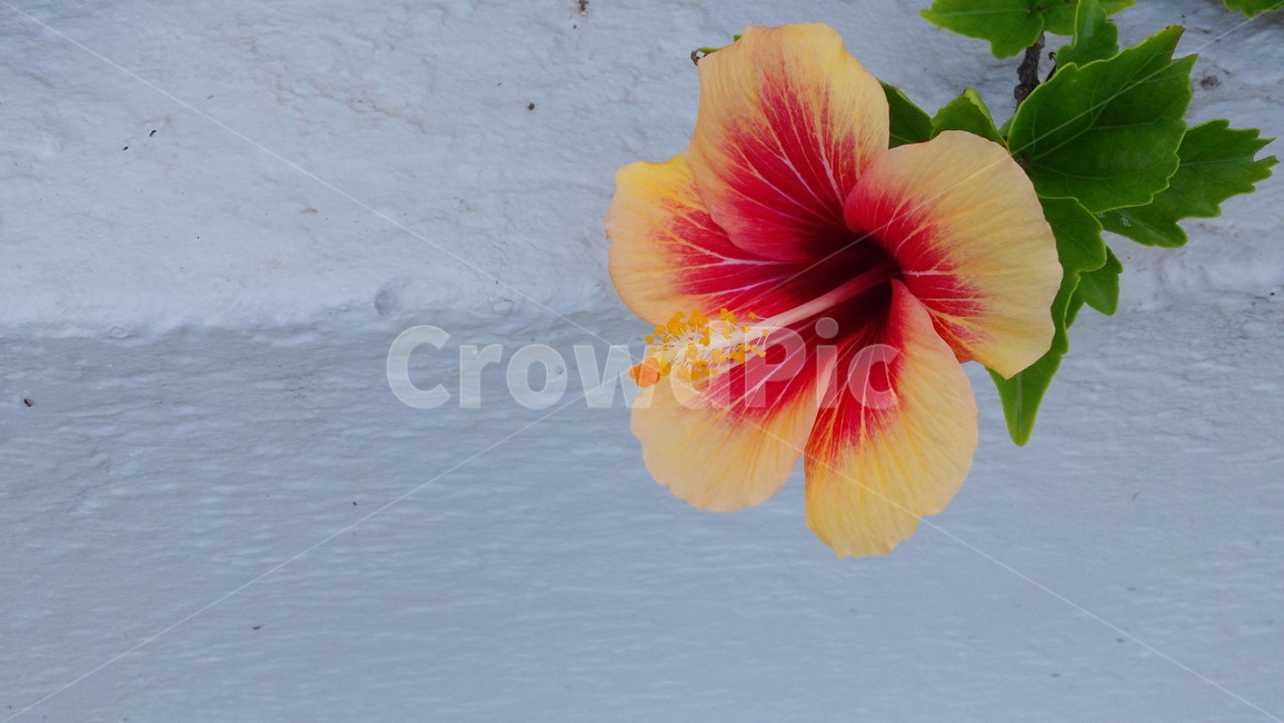꽃,야생화,플라워,꽃잎,flower,여름꽃,꽃이름,꽃송이,식물,자연,plants,nature,꽃,flower