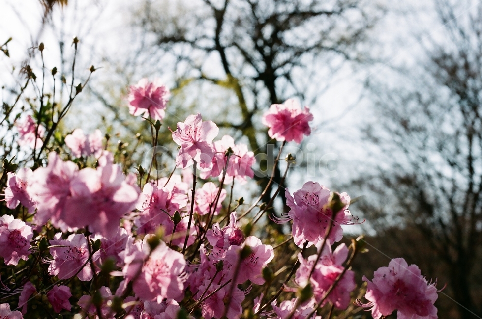 봄꽃,꽃놀이,연산홍,분홍꽃,필름사진,봄,계절,spring,season,식물,자연,plants,nature,꽃,flower,plant