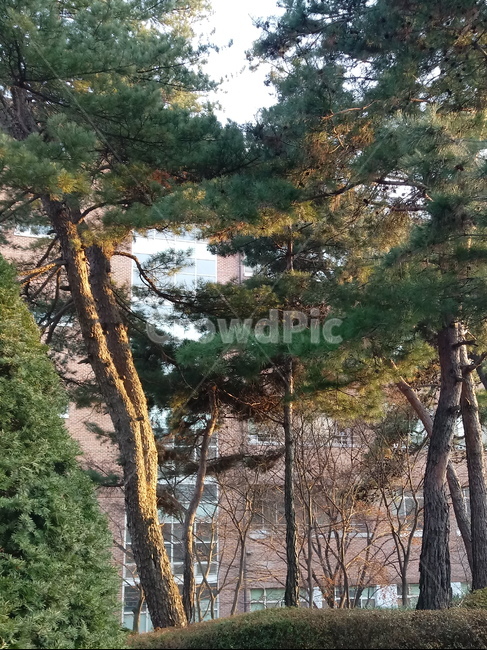 나무,나무줄기,나무가지,식물,tree,treetrunk,plant,소나무