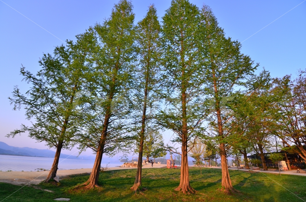 큰나무,푸른나무,높은나무,나무다섯그루,두물머리,자연,풍경,nature,landscape,tree,나무,plant,식물