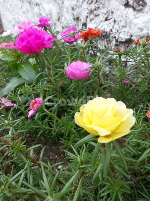 blossom,꽃,flower,plant,식물,petal,식물,자연,plants,nature,꽃,flower