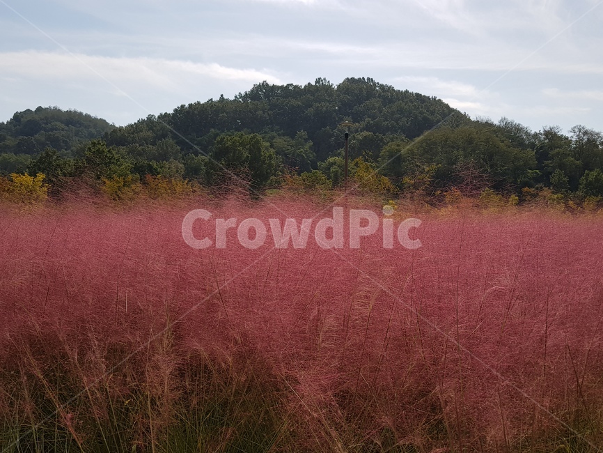 핑크뮬리,가을,자연,식물,nature,식물,자연,plants,nature
