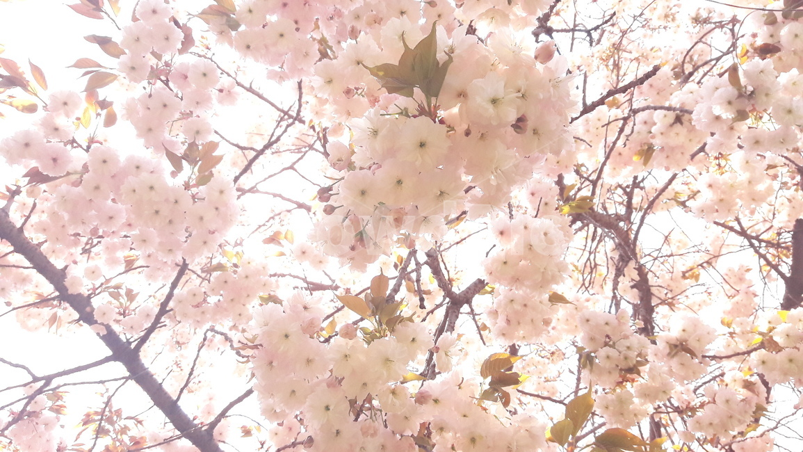벚꽃,봄,곁벚꽃,분홍,꽃