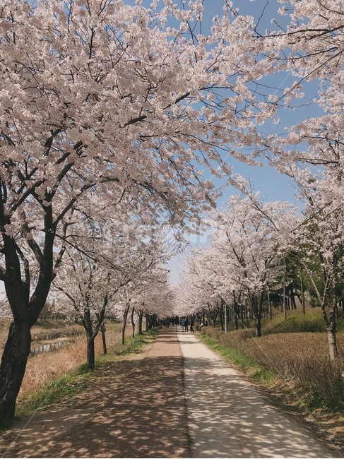 벚꽃,계절,산책,소풍,나무,따듯함,여유