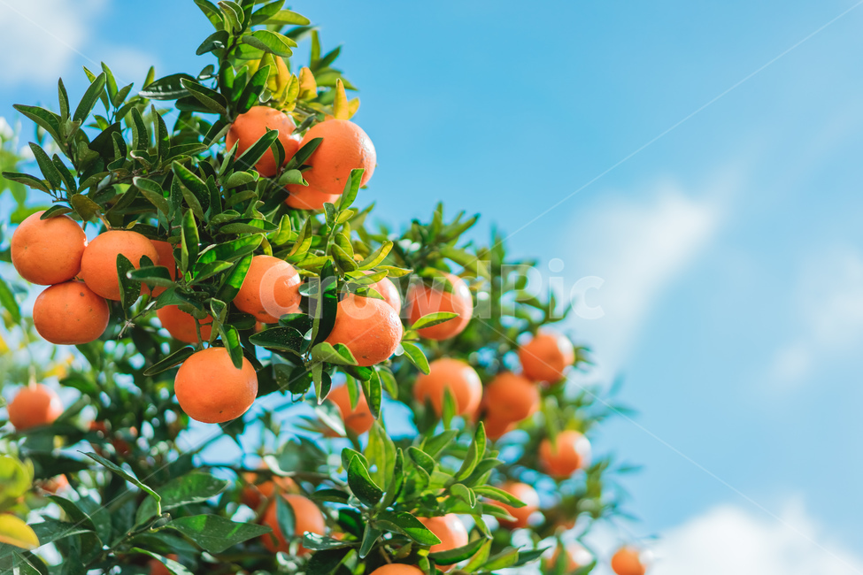 감귤,음식,food,fruit,과일,감귤류과일,주황색,citrusfruit,orange,과일,열매,fruit