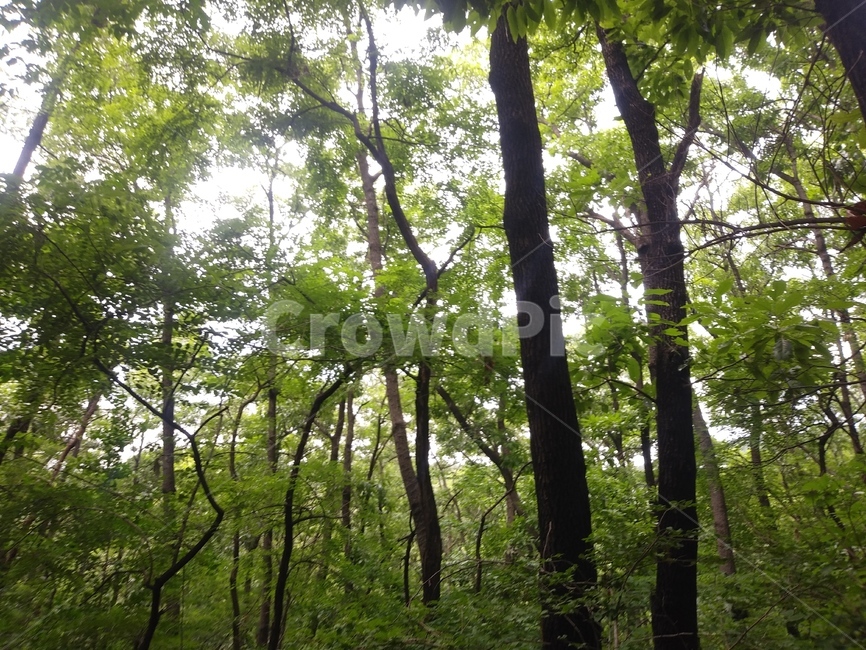 나무,초록,푸른,숲,자연