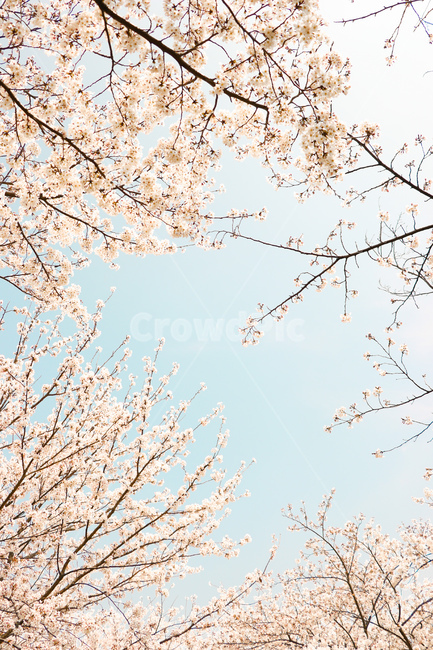 벚꽃,꽃,cherryblossom,blossom,plant,자연,하늘,식물,자연,plants,nature,꽃,flower
