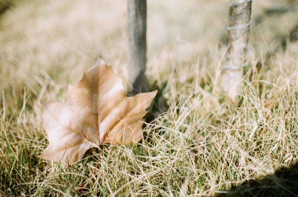 가을,낙엽,필름사진,감성사진,정물사진,계절,필름,감성,가을,계절,fall,autumn,season,식물,자연,plants,nature,감성,sensible,feeling,plant,leaf,잎