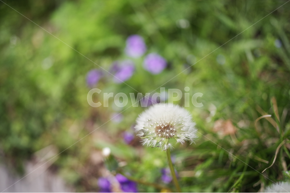봄,민들레,봄꽃,자연,꽃,들꽃,야생화,배경화면,감성사진,감성,touch,spring,flower,floral,flora,petal,lionhead,beauty,beautiful,nature,natural,green,season,springflower,seasonflower,lovely,봄,계절,spring,season,식물,자연,plants,nature,꽃,flower,plant,blossom