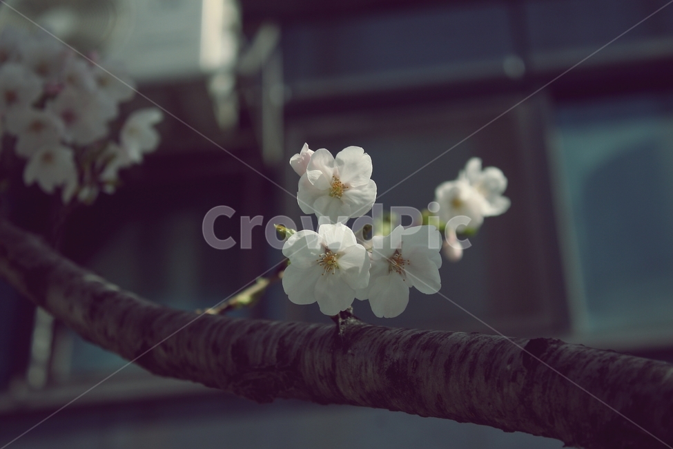 plant,식물,blossom,꽃,flower