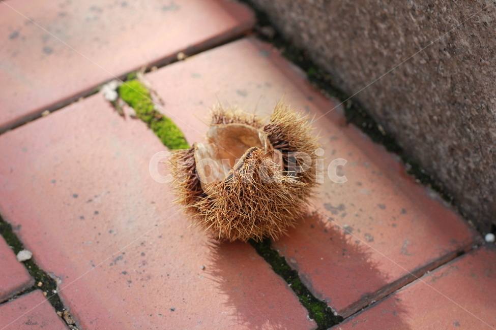 밤송이,밤,그림자,바닥,가시,가을,계절,fall,autumn,season,감성,sensible,feeling,plant,식물