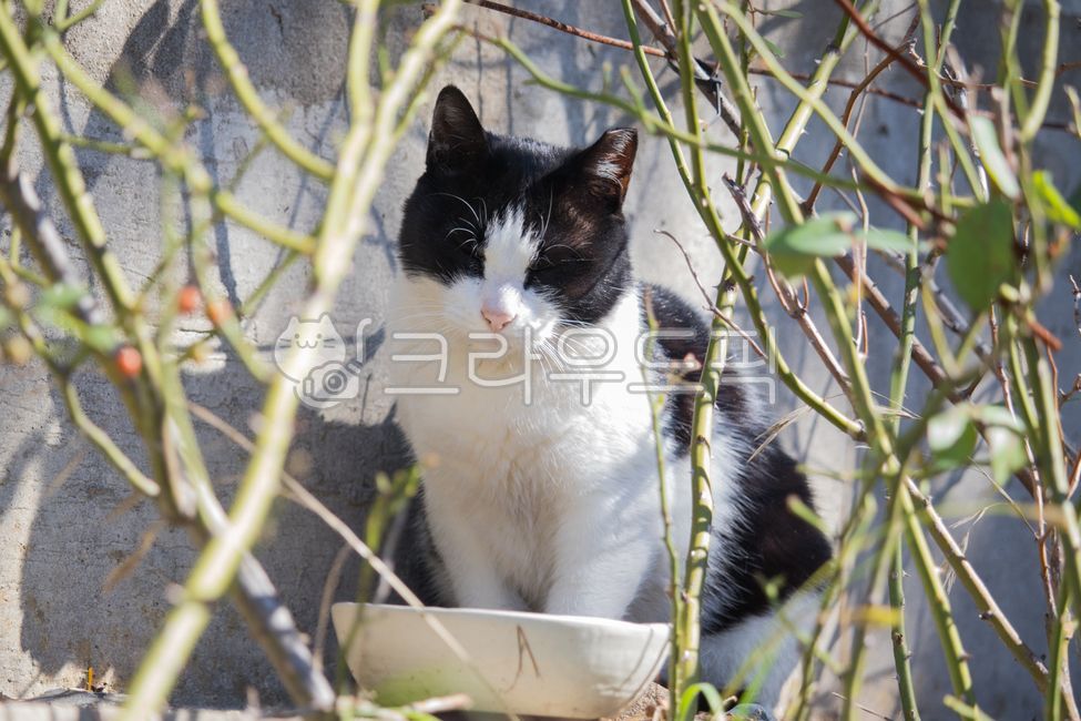 stray cat,Meow,cat,animal,straycat,kitty