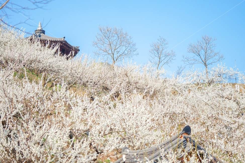 광양,매화,청매실,광양매화마을,매화마을,남도,남도여행,풍경,landscape,봄,계절,spring,season,자연,풍경,nature,landscape,한국자연풍경,한국자연경관,korea nature landscape,plant,식물