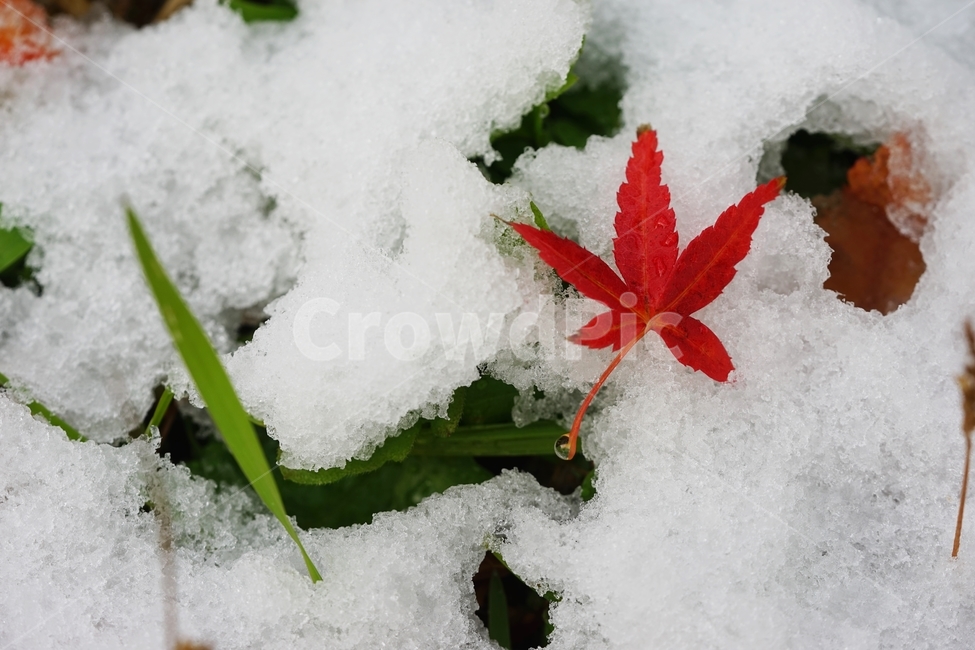 눈,첫눈,단풍잎,단풍,풀,이슬방울,물방울,겨울,계절,winter,season