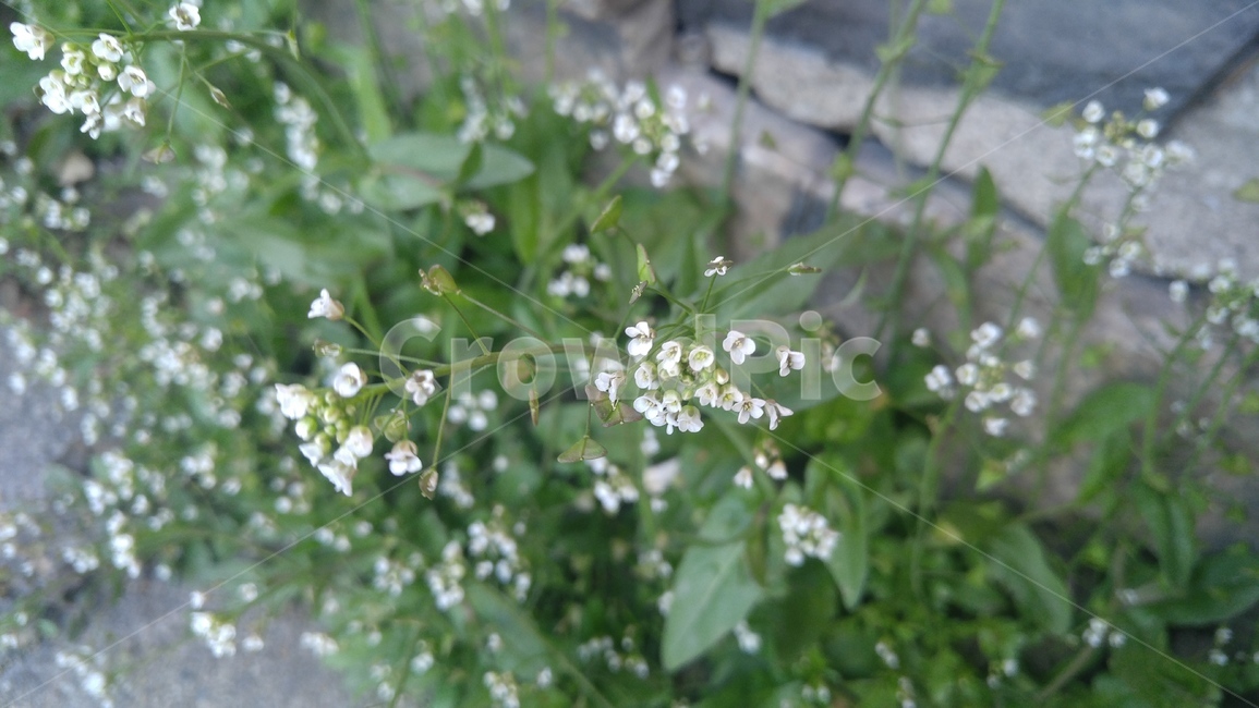 도로,길,자연,꽃,희망,의지,흰꽃,road,street,nature,white,hope,hopeness,will,willing,green,녹색,푸름,일상,life,위로,healing,힐링