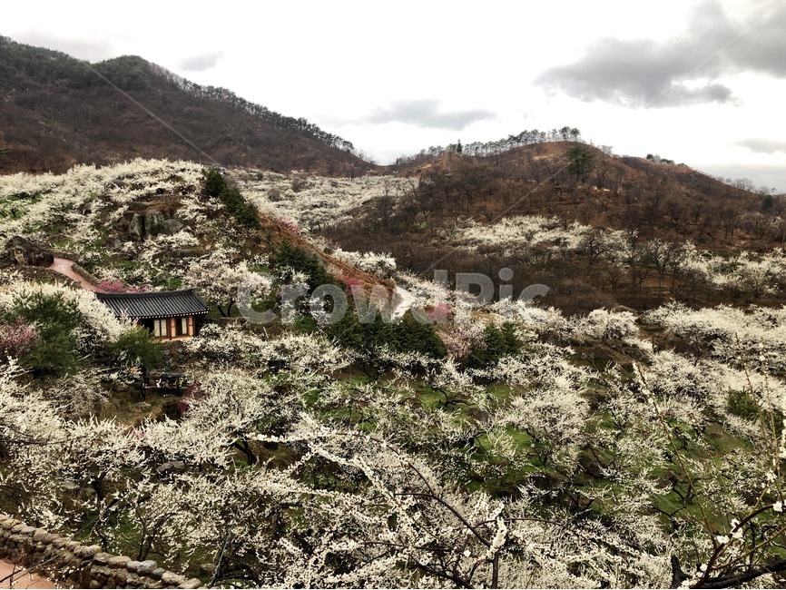 매화,광양,농장,꽃,봄,봄,계절,spring,season,자연,풍경,nature,landscape,한국자연풍경,한국자연경관,korea nature landscape,outdoors,옥외,wilderness,황야