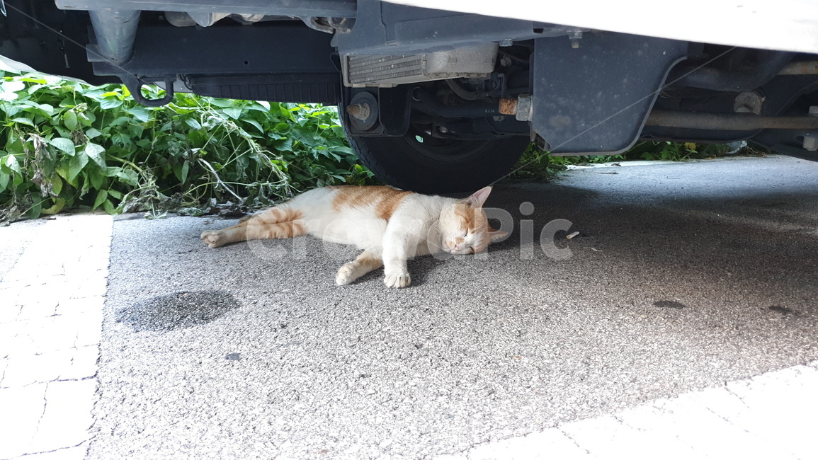 고양이,길고양이,도둑고양이,동물,cat,animal,포유류,낮잠,휴식,여유,자동차,아스팔트,야옹이,냐옹이,담배꽁초,그늘,식물,동물,animal,포유류,mammal,고양이,cat,kitten,kitty