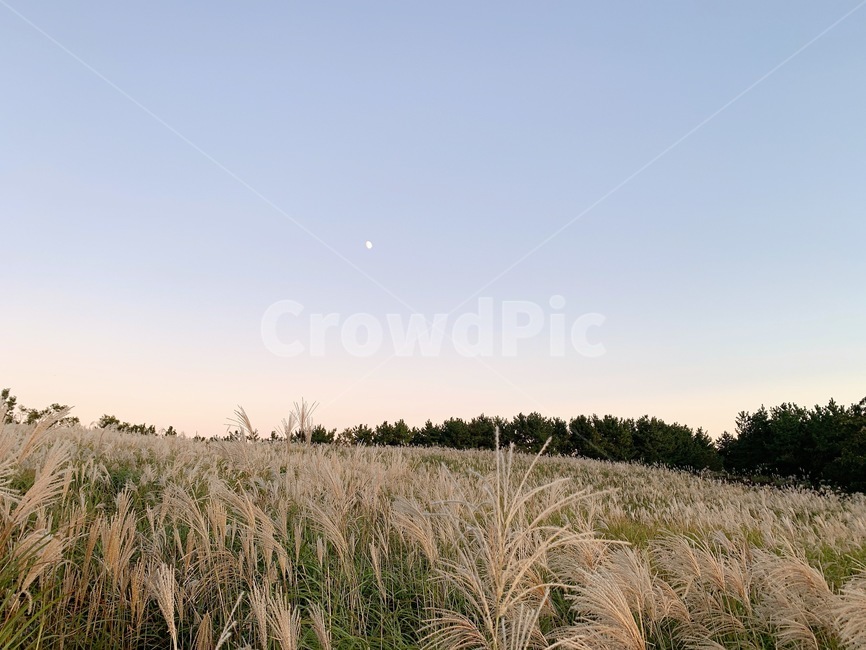 grass,식물,자연,억새,노을