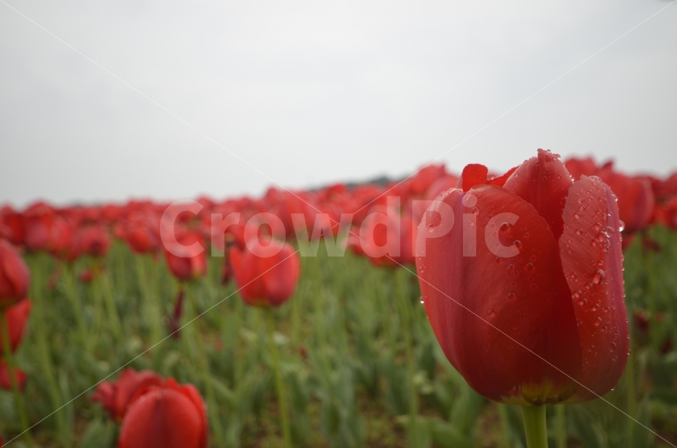튤립,꽃,flower,이쁨,감성,느낌,식물,자연,plants,nature,꽃,flower