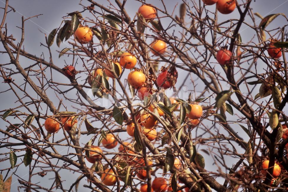 감,감나무,식용,가을,계절,단감,가을,계절,fall,autumn,season,나무,trees,wood,과일,열매,fruit,plant,식물,persimmon,food,음식