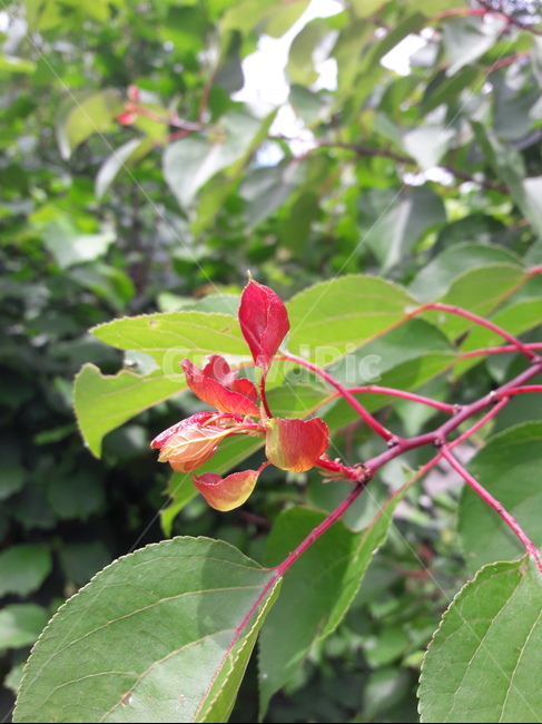 식물,나무,빨간잎사귀,포인트,세로,plant,tree,식물,자연,plants,nature