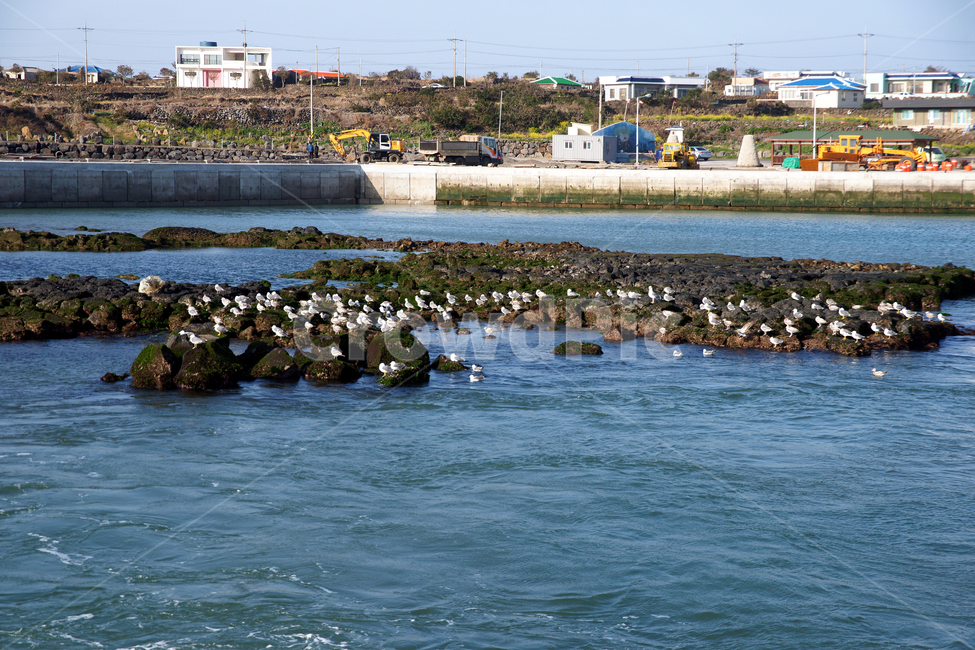 출항,여객선,우도,파도,바다,제주,갈매기,민가,자연,풍경,nature,landscape,한국자연풍경,한국자연경관,korea nature landscape,제주도,jeju,jeju island