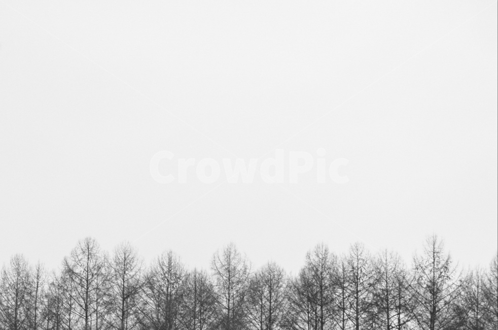 겨울숲,겨울,겨울나무,nature,자연,outdoors,옥외,plant,식물,tree,나무,woodland,삼림지,forest,숲,grove,작은숲,자연,풍경,nature,landscape