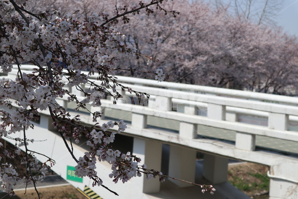 꽃,벚꽃,산책길,벚꽃길,벚꽃나무,식물,blossom,flower