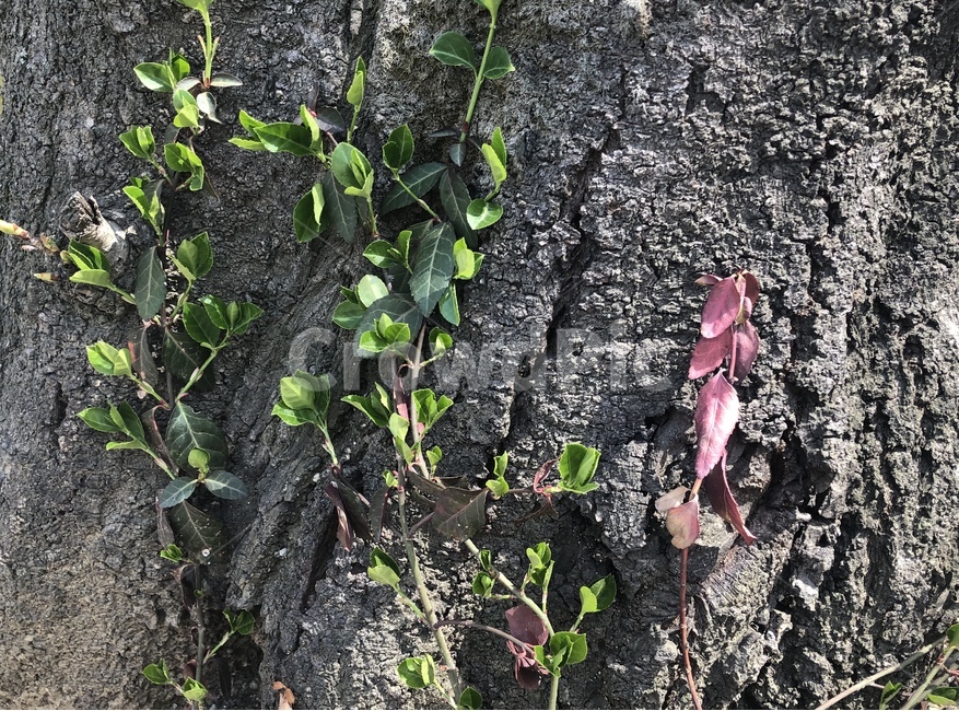 나무,밑둥,나무밑둥,자연,tree