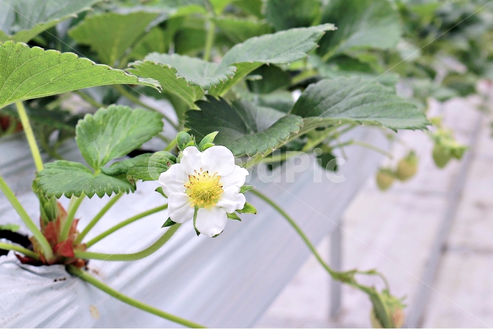딸기,딸기꽃,식물,작물,꽃,과일,strawberry,딸기농장,딸기재배,flower,plant,식물,자연,plants,nature,꽃,flower