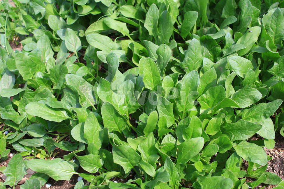 시금치,시금치재배,시금치농사,시금치밭,채소,농업,농사,agriculture,farming,farming industry