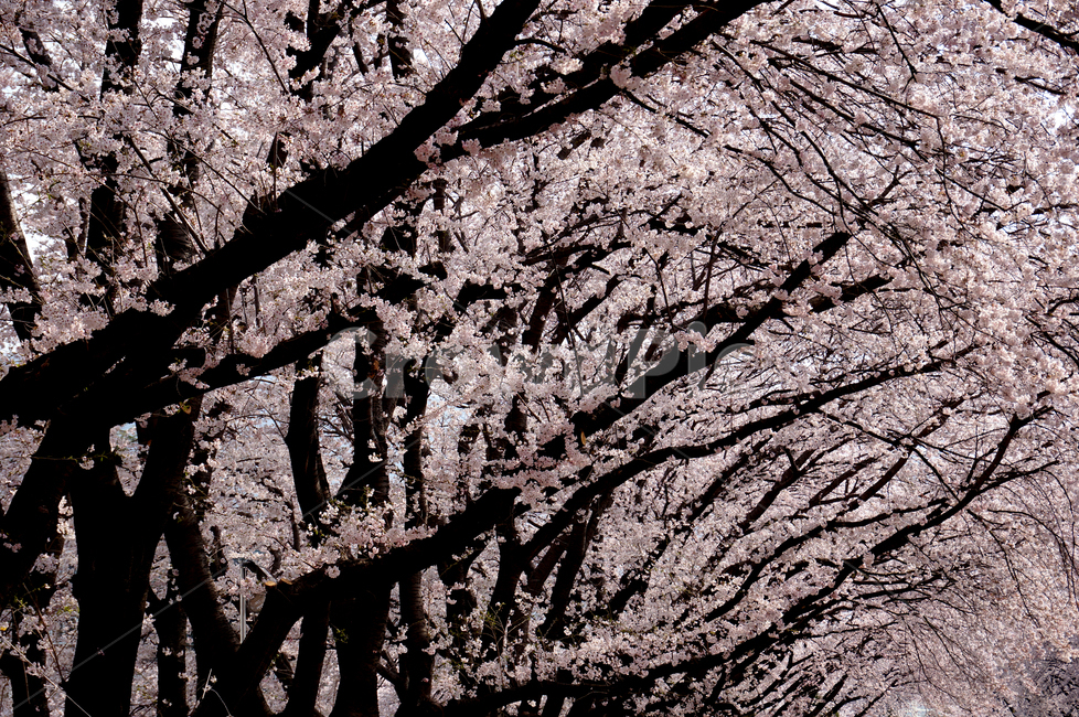 plant,식물,flower,꽃,벚꽃,cherryblossom,나무,봄
