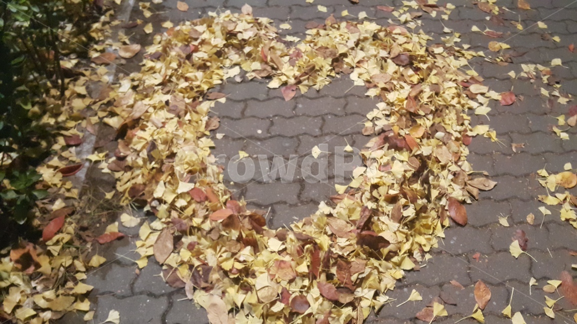 길거리,단풍잎,하트모양,나뭇잎,가을,가을,계절,fall,autumn,season