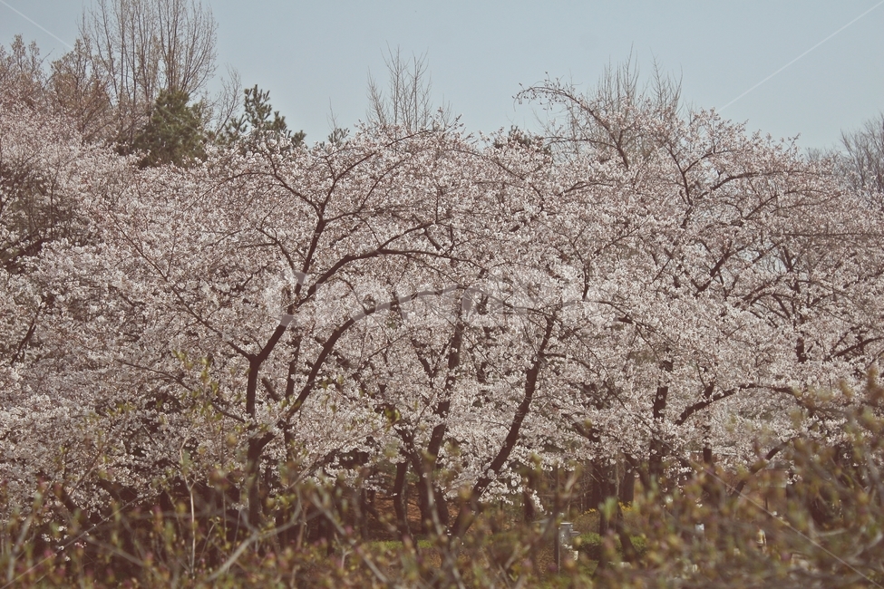 flower,blossom,plant,꽃,식물