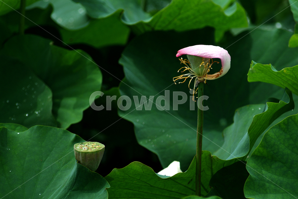 연꽃,꽃,연,연잎,분홍연꽃,식물,자연,plants,nature,꽃,flower