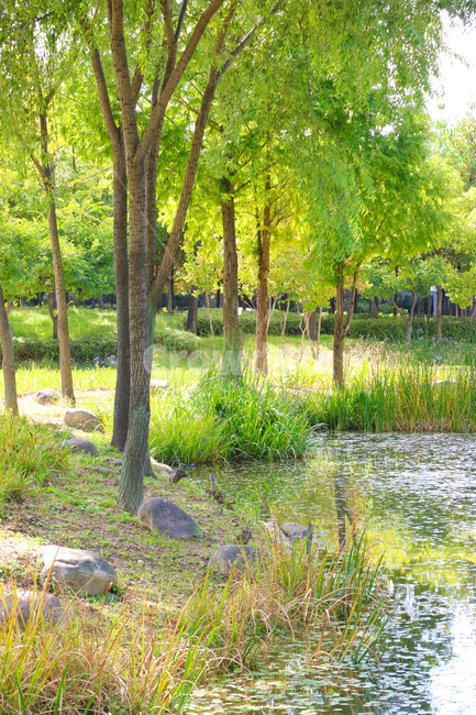 연못,공원,나무,풍경,나무다리,난간,풀,풀밭,들판,휴식,힐링,자연,풍경,nature,landscape,outdoors,옥외,land,땅,water,물