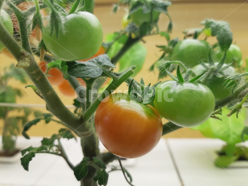 plant,식물,토마토,방울토마토,식재료,야채,과일,초록,빨간,자연,달달,green,vegetables