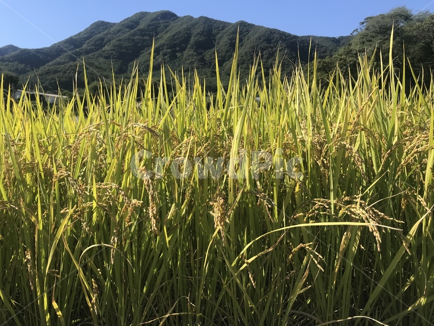 가을,논,벼,쌀,추수,곡류,곡식,cereals,산업,industry,industrial,농업,농사,agriculture,farming,farming industry