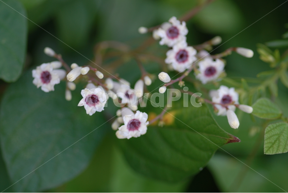 식물,꽃,flower,계요등,봄꽃,약초,식물,자연,plants,nature,꽃,flower