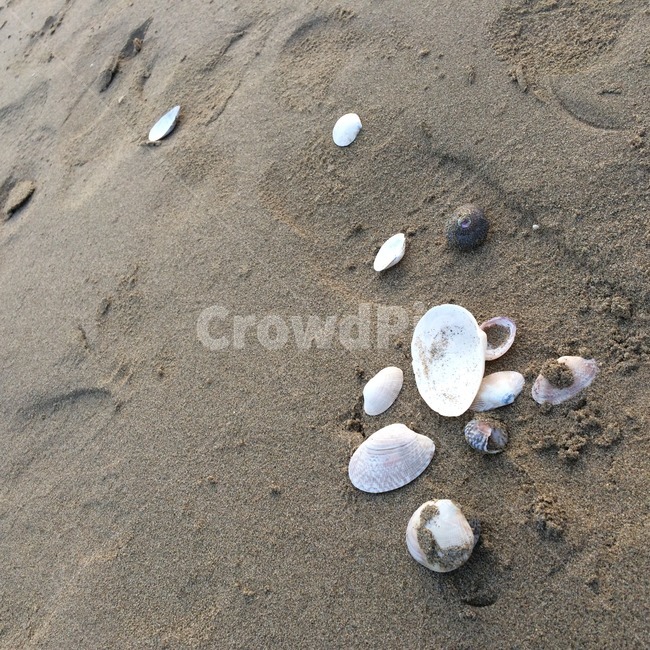 해변,모래,발자국,감성사진,해수욕장,beach,sand,sensible,sense,nature,모래결,백사장,조개,껍질,조개껍질,감성,자연