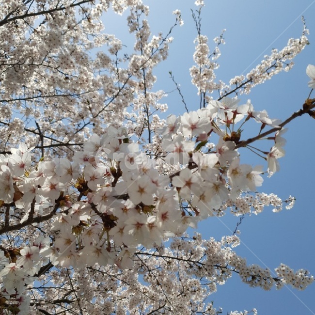 plant,flower,blossom,꽃,봄날,봄