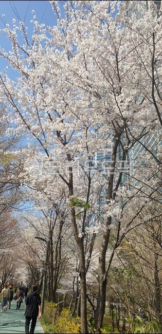 벚꽃,꽃,flower,cherryblossom,봄