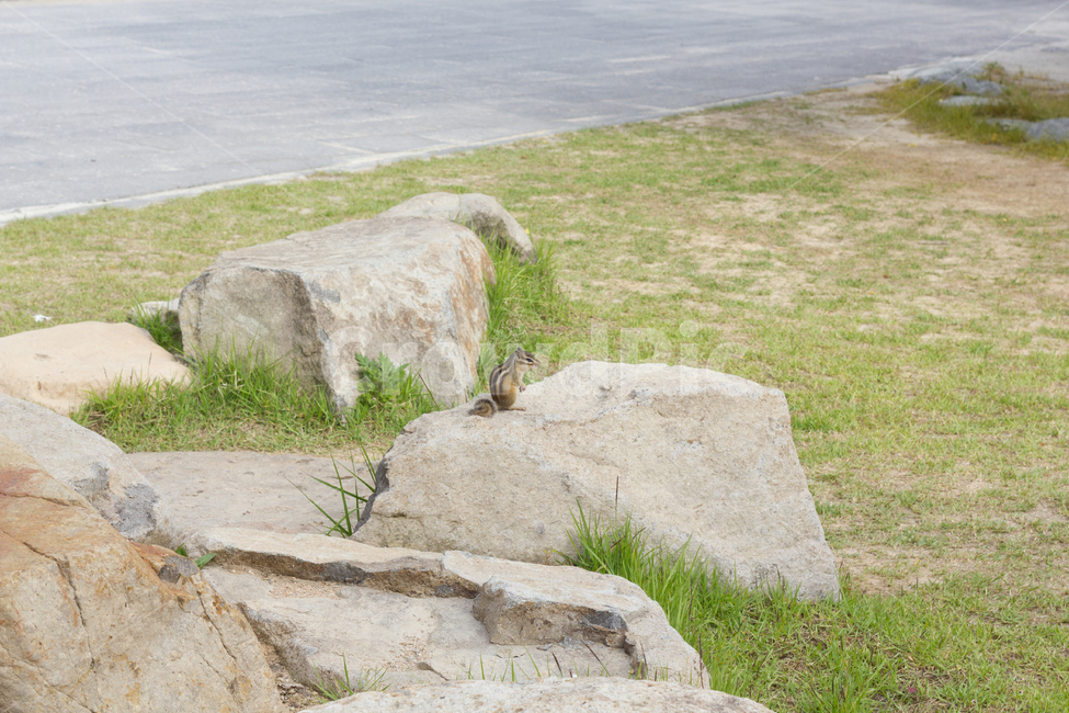 다람쥐,grass,plant,잔디,animal